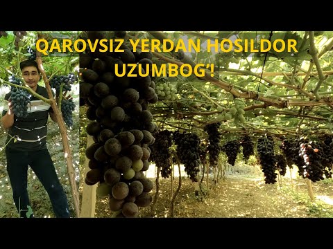 Видео: Виноградный сад в Ферганской долине, Узбекистан