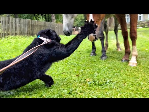 Видео: Страшные монстры пантеры Луны снова атакуют 😱😂