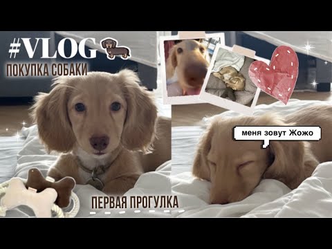 Видео: VLOG#1 ПОКУПКА СОБАКИ, знакомство, ПЕРВАЯ прогулка