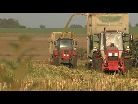 Видео: Силос 2025: CLAAS Jaguar 870 + МТЗ + МАЗ