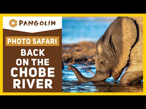 Видео: Африканское сафари | Возвращение на реку Чобе в Ботсване с фотографами-панголинами