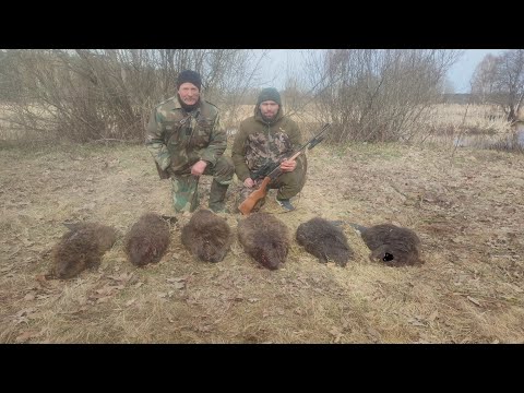 Видео: Мой комплект на БОБРА. ИЖ 18мн 223rem. Быстросьем AIMPRO. Пицел PARD. Фонари ARMYTEK.