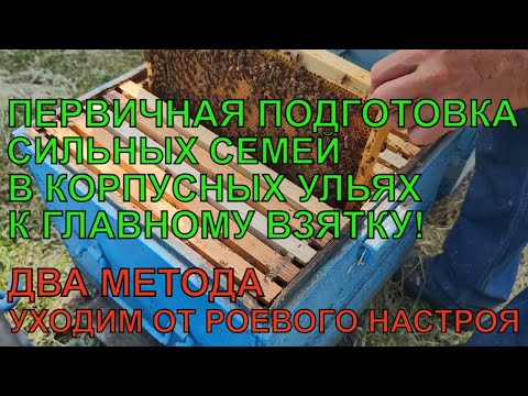 Видео: Первичная подготовка семей к ГЛАВНОМУ ВЗЯТКУ в корпусных ульях уходим от роевого настроения ✅☝️🐝