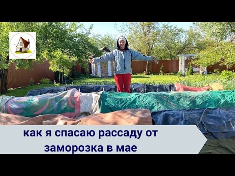 Видео: 11. Как спасать от заморозка рассаду на продажу. 4 мая 2024.