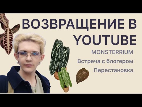 Видео: ОБЗОР ПЕРВОГО MONSTERRIUM!! / Возвращение в YouTube / Мои растения