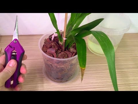 Видео: ОРХИДЕЯ Камбрия уход и полив после ПЕРЕСАДКИ первые РЕЗУЛЬТАТЫ