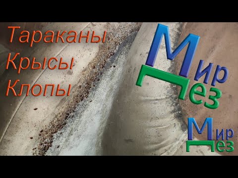 Видео: МирДез, уничтожение тараканов, клопов, крыс (2020г) 10
