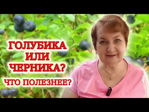 Видео: Черника и голубика. Чем отличаются, что полезнее и почему?