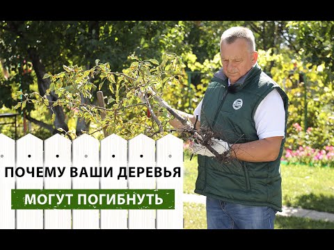 Видео: ГЛАВНЫЕ причины ГИБЕЛИ деревьев. ОБЯЗАТЕЛЬНО к просмотру!