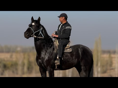 Видео: КАРА КАШКА ЗОР АТ ЧЫКТЫ 💪🏻 #байтв 