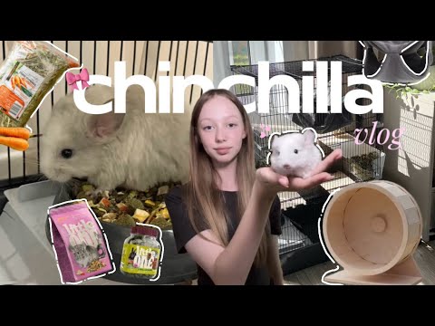 Видео: ⋆. 𐙚 ˚ 𐔌՞. .՞𐦯 Я ЗАВЕЛА￼ ШИНШИЛЛУ 𐔌՞. .՞𐦯 ⋆. 𐙚 ˚ || распаковка￼ ￼|| ￼обустраиваем домик || 