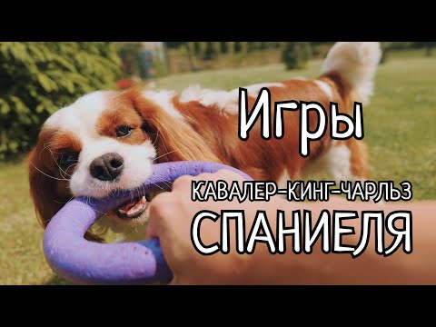 Видео: Игривый Кинг-Чарльз-Спаниель. Что он любит и как мы с ним развлекаемся