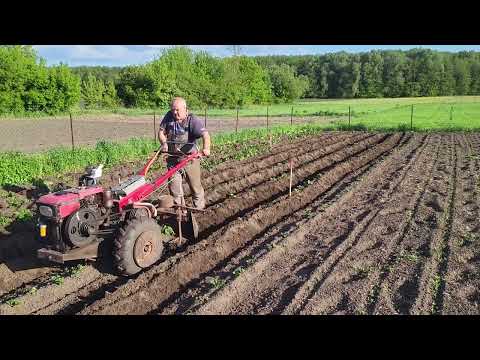 Видео: Окучивавание картофеля дисками : первый проход.