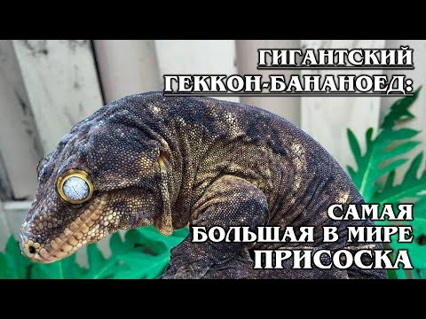 Видео: ГИГАНТСКИЙ ГЕККОН-БАНАНОЕД: "Шарпей" в мире рептилий | Интересные факты про рептилий