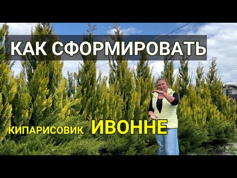 Видео: КАК правильно  СФОРМИРОВАТЬ ИВОННЕ | Как сформировать кипарисовик Ивонне и Пельтс Блю