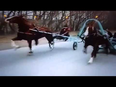 Видео: Пуни сиванки.