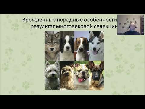 Видео: «Ответственный подход к приобретению собаки". Вебинар Цигельницкого Е.Г.