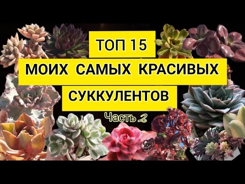 Видео: Топ 15 моих самых красивых суккулентов.Часть 2.