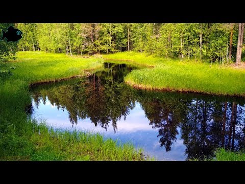 Видео: Путешествие по заброшенной дороге, а после  разведка на Северной Яде