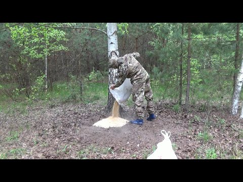 Видео: Как приманить кабана! Часть 1 Подготовка!