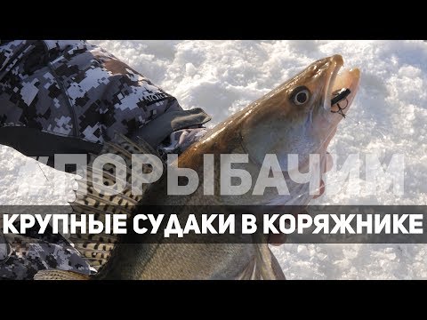 Видео: Ловля судака на реке в коряжнике | #порыбачим