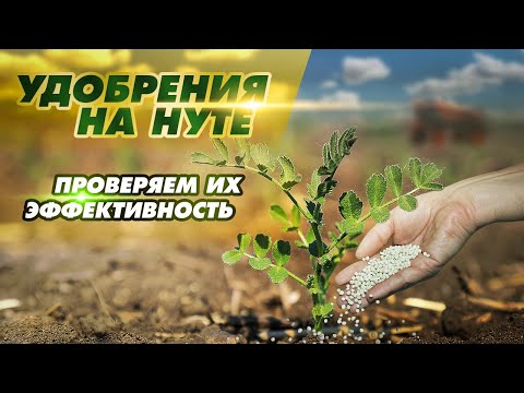 Видео: УДОБРЕНИЯ на нуте. Проверяем эффективность их применения.