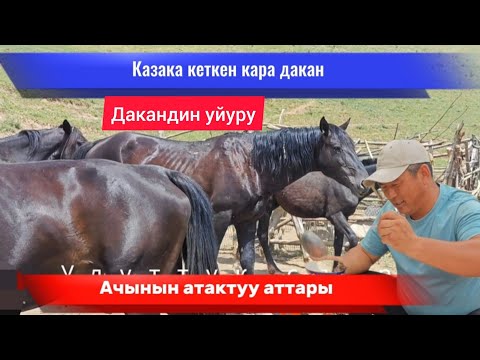 Видео: Казака кеткен кара дакандин уйуру