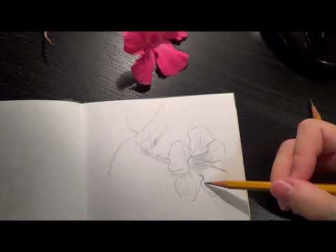 Видео: Рисуем цветок из Доминиканы простым карандашом
