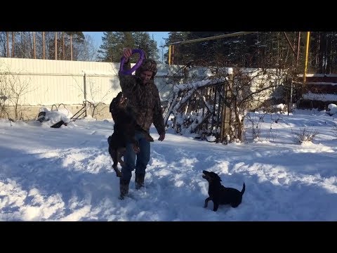 Видео: Ягдтерьер дрессировка Это возможно?