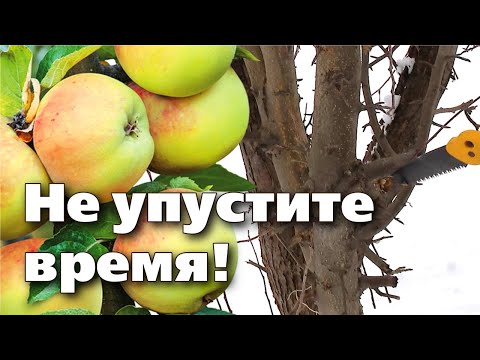 Видео: Весенняя обрезка плодовых  Как привести в порядок старую яблоню