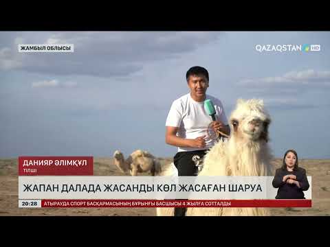Видео: Жамбыл облысында түйе асырап, тауыс өсірген ерекше шаруа тұрады