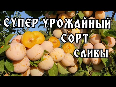 Видео: СОЧНЫЙ!!! СЛАДКИЙ!!! ВКУСНЫЙ!!! Поздний сорт сливы