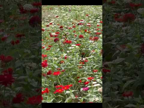 Видео: Последние деньки в Корее!💜 #korea #еда #bts