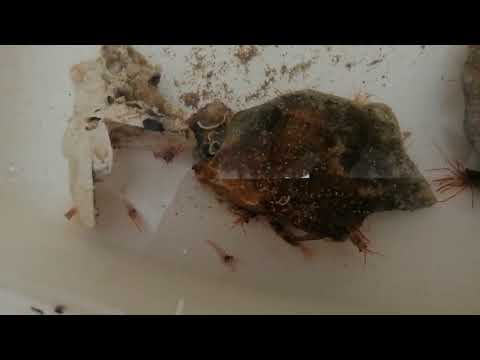 Видео: Неожиданный итог поисков - лисматы сразу двух видов lysmata seticaudata и lysmata nilita