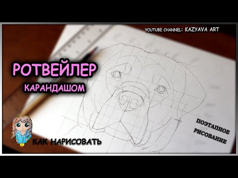 Видео: Как нарисовать голову РОТВЕЙЛЕРА карандашом. Поэтапное рисование