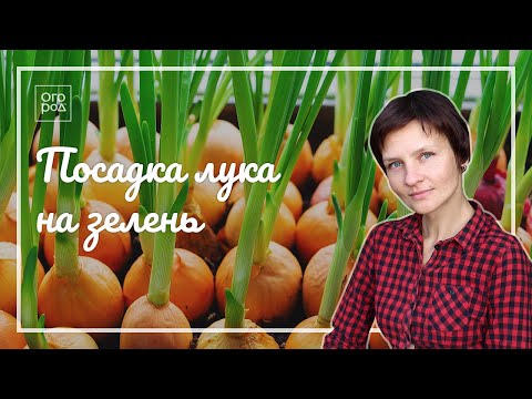 Видео: Зеленый лук на Новый год - это просто (мастер-класс от фермера)!