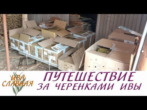 Видео: Ива Славная: Путешествие за черенками ивы (01.03.2023)