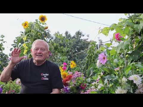 Видео: Почему без всяких пестицидов на моих цветах не бывает болезней.