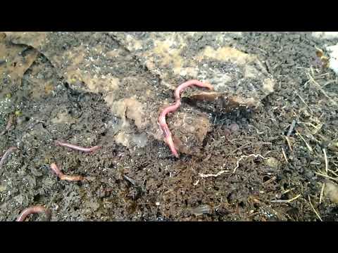 Видео: Червь Старатель- месяц после покупки червя!