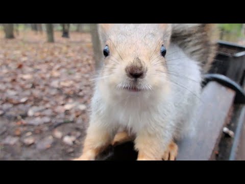 Видео: Забегала боевая белка / The fighting squirrel came