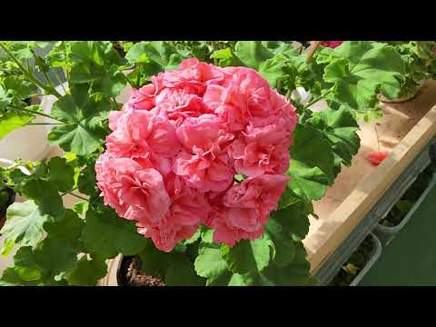 Видео: #806. Редкий цвет пеларгонии в моей коллекции