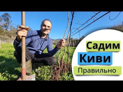 Видео: Как правильно посадить киви