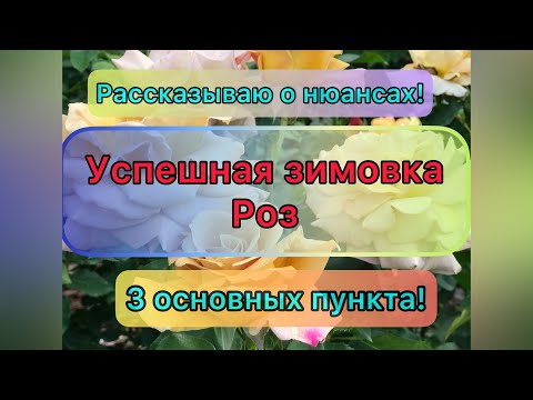 Видео: Успешная зимовка роз! Супер материал для укрытия! Рецепт обработки роз! Разговор о вредных советах!