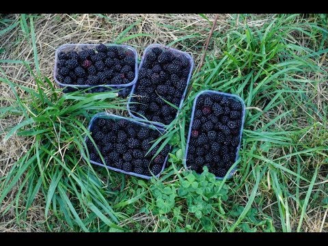 Видео: Обрезка ежевики