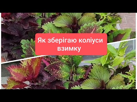 Видео: Як зберегти коліуси взимку. Мій досвід.