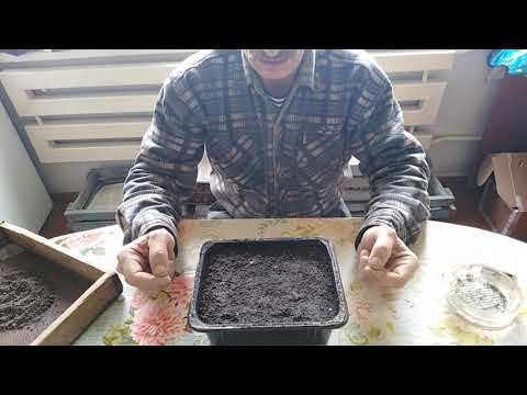 Видео: Посев семян табака 16 февраля 2019