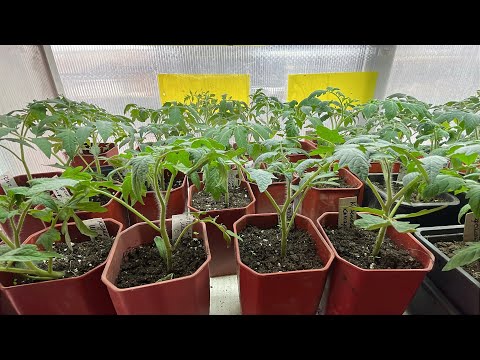 Видео: Обзор рассады томатов как индетерминантных, так и детерминантных сортов. Томатные гномы.