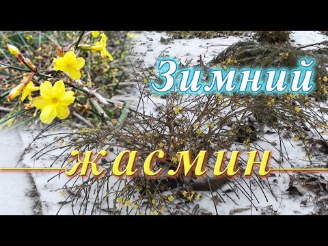 Видео: Зимний жасмин голоцветковый: выращивание в саду/Jasminum nudiflorum: growing in the garden.