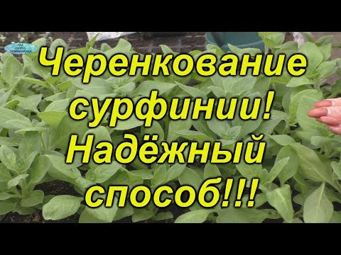 Видео: Черенкование сурфинии- 90% укореняемость!!!