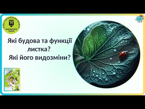 Видео: Будова та функції листків. Видозміни листків.